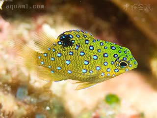 钻石魔 Plectroglyphidodon lacrymatus 眼斑椒雀鲷 仔稚鱼 体色为黄绿色，遍布蓝色斑点，背鳍后端有一个黑斑