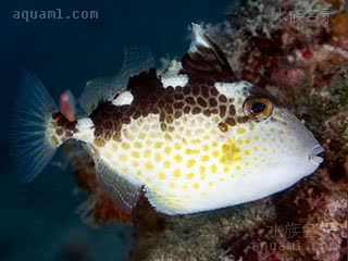 Abalistes Abalistes stellatus