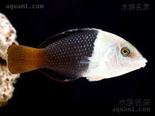 熊猫龙 Hemigymnus melapterus 黑鳍厚唇鱼 幼鱼(2) 逐渐变为黑白两色，尾暗黄色，是最具有观赏性的时期