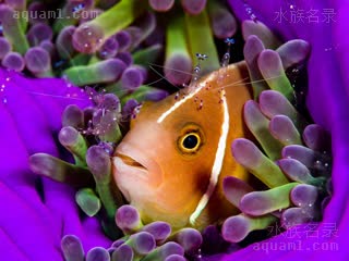 妙音海葵虾 Ancylomenes sarasvati 妙音曲腰虾[暂]  正在清洁项环双锯鱼/Amphiprion perideraion