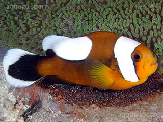 黑豹小丑 Amphiprion polymnus 鞍斑双锯鱼  体色存在地域差异，从橙色至深褐色有所不同