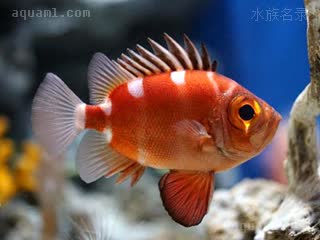 日本木棉鱼 Pristigenys niphonia 日本锯大眼鲷  水族箱内状态