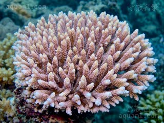 Acroporidae Acropora millepora