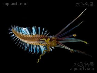 Polychaeta Teuthidodrilus samae