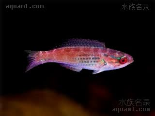 速闪雀 Paracheilinus hemitaeniatus 丝尾副唇鱼 雌鱼 