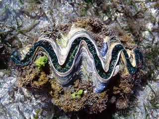 吉格斯五爪贝 Tridacna gigas 大砗磲  可承受在退潮期露出水面