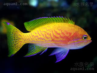 双斑宝石 Pseudanthias bimaculatus 双斑拟花鮨  雌雄过渡期，兼具雌雄色彩