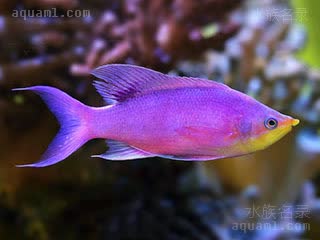 紫美人 Pseudanthias tuka 静拟花鮨 雄鱼 身体包括背部、尾鳍均为紫色