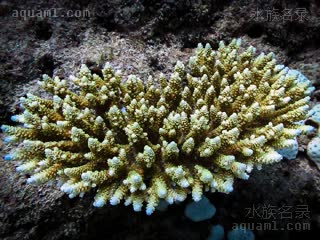  Acropora millepora 多孔鹿角珊瑚  黄绿色个体