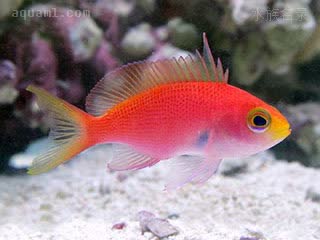 蓝道尔宝石 Pseudanthias randalli 伦氏拟花鮨 幼鱼 与雌性体色相似，吻部为黄色，第三背鳍棘延长