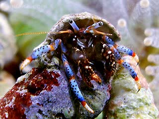 Diogenidae Clibanarius tricolor