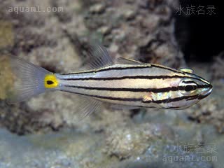 条纹玫瑰 Cheilodipterus quinquelineatus 五带巨牙天竺鲷 成鱼 