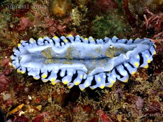  Phyllidia varicosa 肿纹叶海牛[暂]  腹部的黑线是重要的识别特征