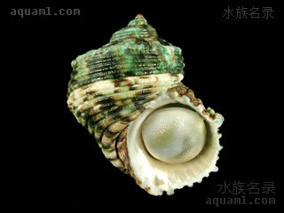  Turbo argyrostomus 银口蝾螺  螺口