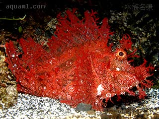 Rhinopias frondosa Rhinopias frondosa var.red  (红龙王鲉)