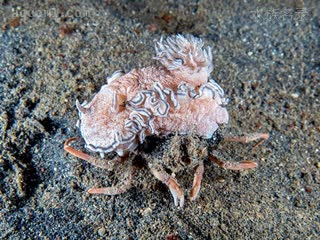  Dorippidae 关公蟹科  背着海奎拉舌状海牛/Glossodoris hikuerensis