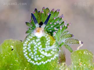 叶羊海蛞蝓 Costasiella kuroshimae 黑岛天兔  产卵状态