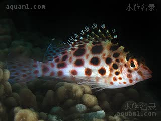 短嘴格 Cirrhitichthys oxycephalus 尖头金䱵  夜间体色