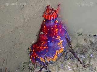 多彩海苹果 Pseudocolochirus violaceus 紫伪翼手参  