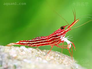 苏拉威西木纹虾 Caridina striata 线纹米虾[暂] 亚成 