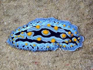  Phyllidia coelestis 腔纹叶海牛[暂] 成体 