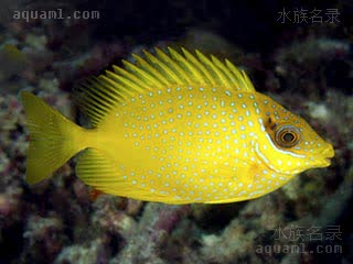 蓝点狐狸 Siganus corallinus 凹吻蓝子鱼 亚成 