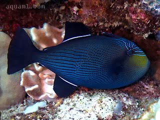 黑炮弹 Melichthys niger 角鳞鲀 亚成 体色自幼一致，仅体型变化