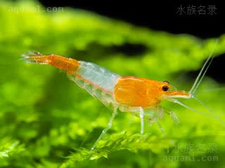 Neocaridina davidi Neocaridina davidi cv.'yellow rili'  (黄琉璃虾)