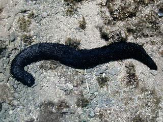 Holothuria Holothuria leucospilota