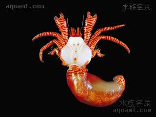沟纹纤毛寄居蟹
红斑节寄居蟹 Ciliopagurus strigatus