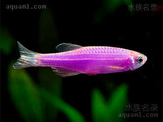 Danio rerio Danio rerio cv.'purple'  (紫斑马)