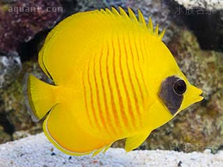 红海黄金蝶 Chaetodon semilarvatus 黄色蝴蝶鱼 幼鱼 