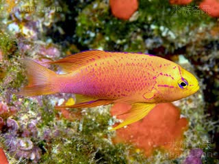 Compsanthias Compsanthias hawaiiensis