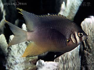 皇帝雀 Neoglyphidodon nigroris 黑褐新箭齿雀鲷 成鱼(2) 体呈黑褐色，仅臀鳍以及鱼鳍边缘带有一定的黄色