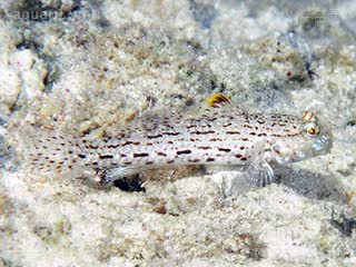  Istigobius ornatus 饰妆衔鰕虎  栖息于浅色沙地