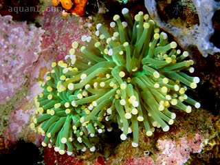 Euphylliidae Euphyllia glabrescens