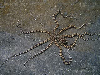 拟态章鱼 Thaumoctopus mimicus 魔术蛸[暂]  拟态海蛇尾