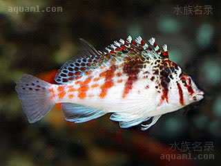 荔枝鹰 Cirrhitichthys falco 鹰金䱵  游动状态