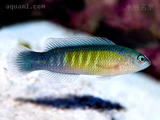 Pseudochromis cyanotaenia 蓝带拟雀鲷