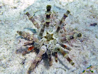  Prionocidaris verticillata 轮刺锯头帕[暂]  沙地个体