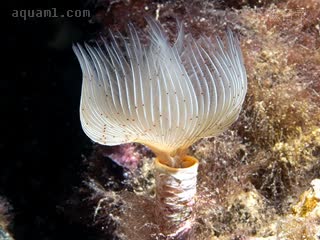 Protula tubularia 管原管虫