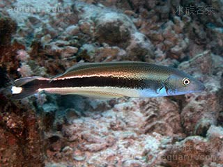 医生龙 Malacanthus latovittatus 侧条弱棘鱼 亚成 头部开始变蓝，腹部变白