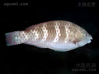 绿鹦哥 Scarus globiceps 黑斑鹦嘴鱼 雌鱼 幼鱼与雌鱼体呈灰褐色，并带有白色的较宽条纹