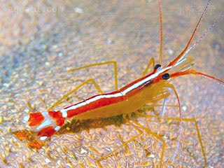 安波鞭腕虾 - 医生虾 Lysmata amboinensis