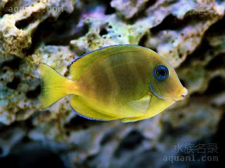 紫蓝吊 Acanthurus coeruleus 蓝刺尾鱼 幼鱼(1) 