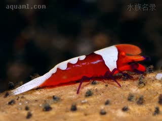 帝王虾 Zenopontonia rex 帝王海星岩虾[暂]  侧视图-红色额剑个体