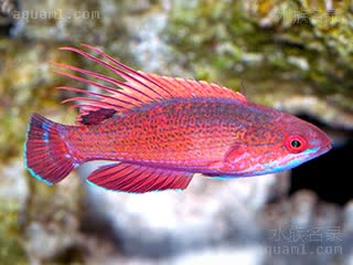 Paracheilinus lineopunctatus 线斑副唇鱼