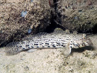  Istigobius ornatus 饰妆衔鰕虎  夜间体色