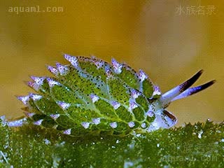 叶羊海蛞蝓 Costasiella kuroshimae 黑岛天兔  侧视图