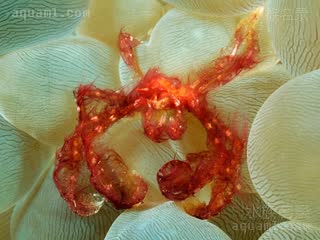  Achaeus japonicus 日本英雄蟹  常栖息于Plerogyra sinuosa/泡囊珊瑚